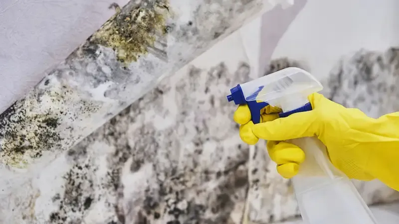 A professional cleaning specialist inspecting an affected area